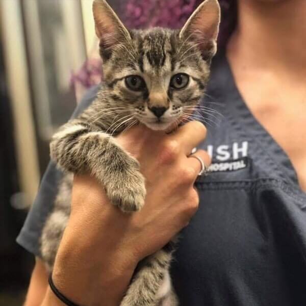 Cat Services
