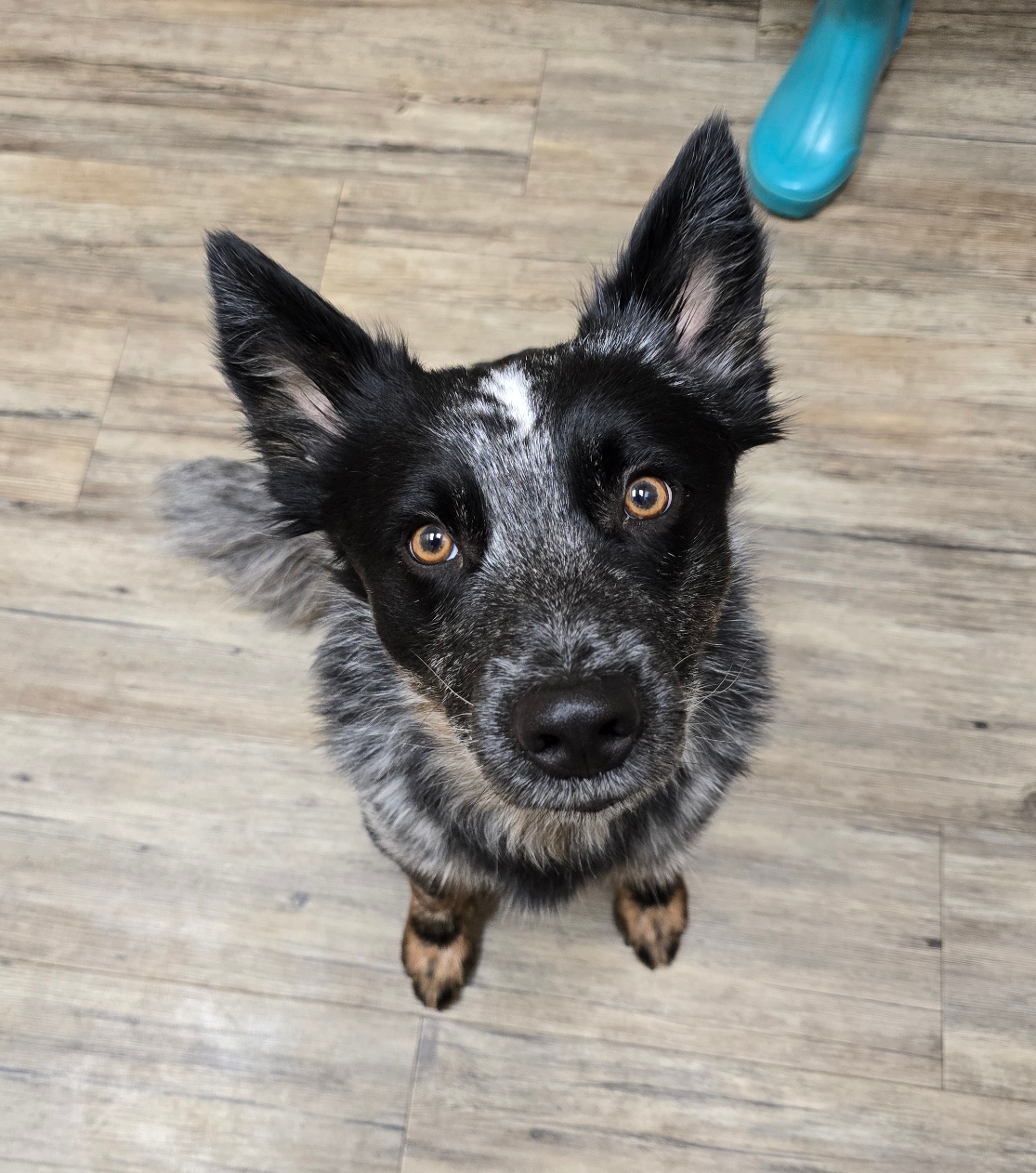 Heeler