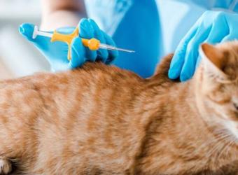 Chip Your Pet Month: Answers to Common Microchipping Questions